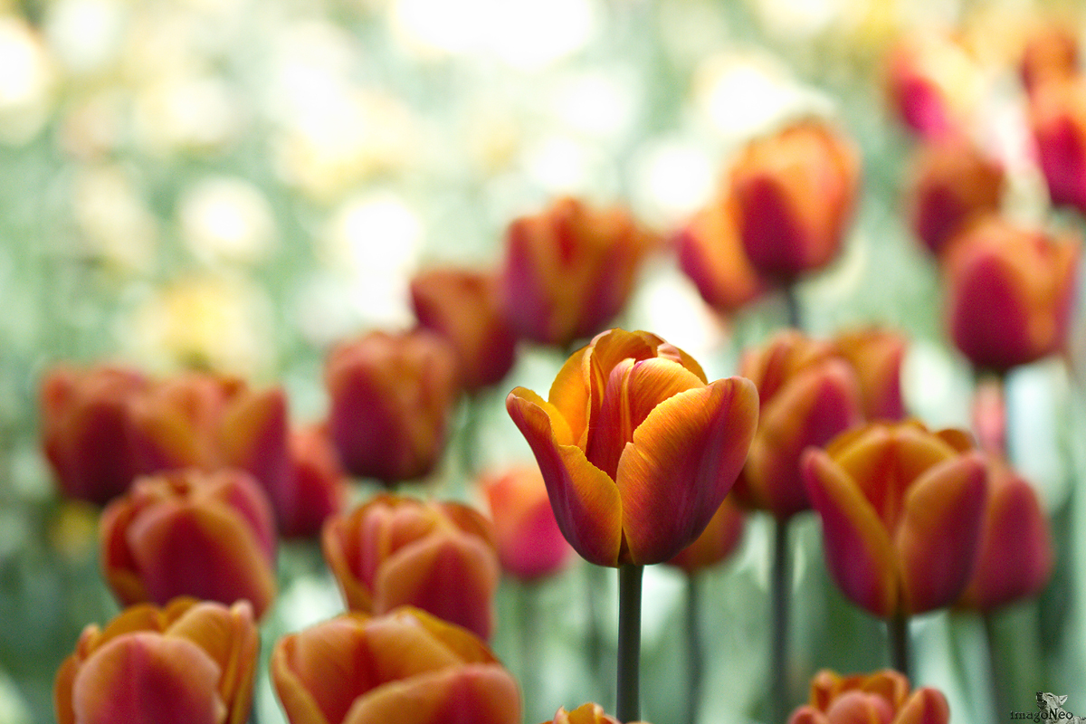 Keukenhof 2013