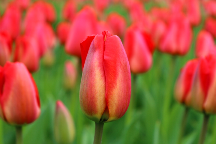 Keukenhof 2015 1