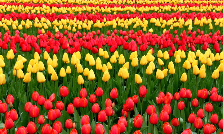 Keukenhof 2015 2