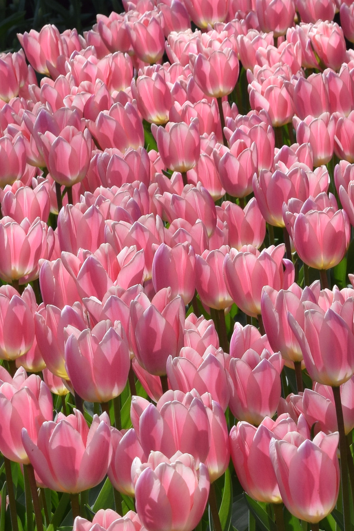 Keukenhof 2015