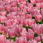 Keukenhof 2015