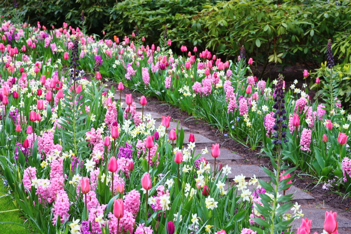 Keukenhof 2015