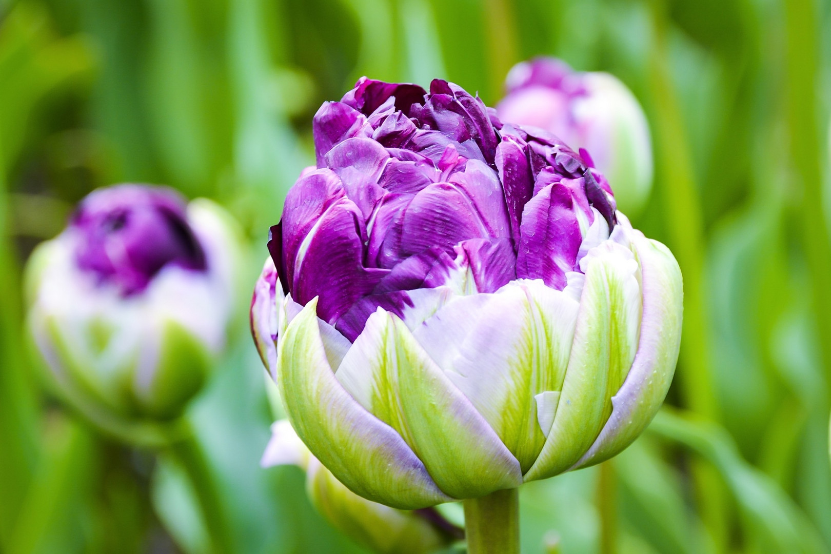 Keukenhof 2015