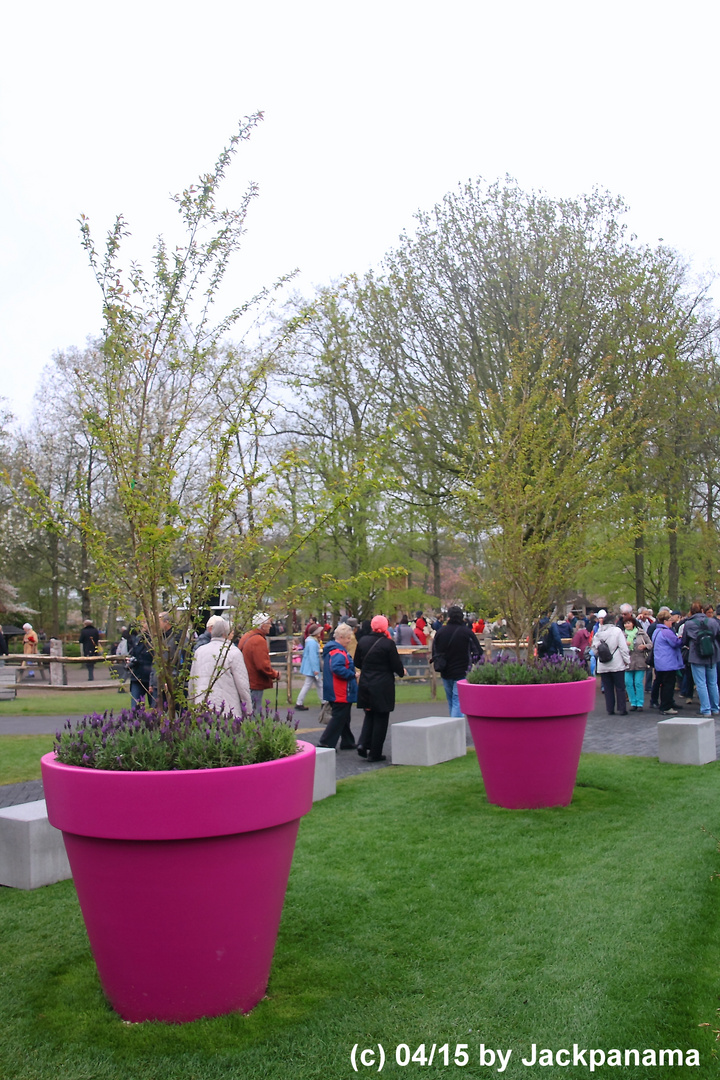 Keukenhof 2015 / Niederlande