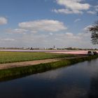 Keukenhof 2019