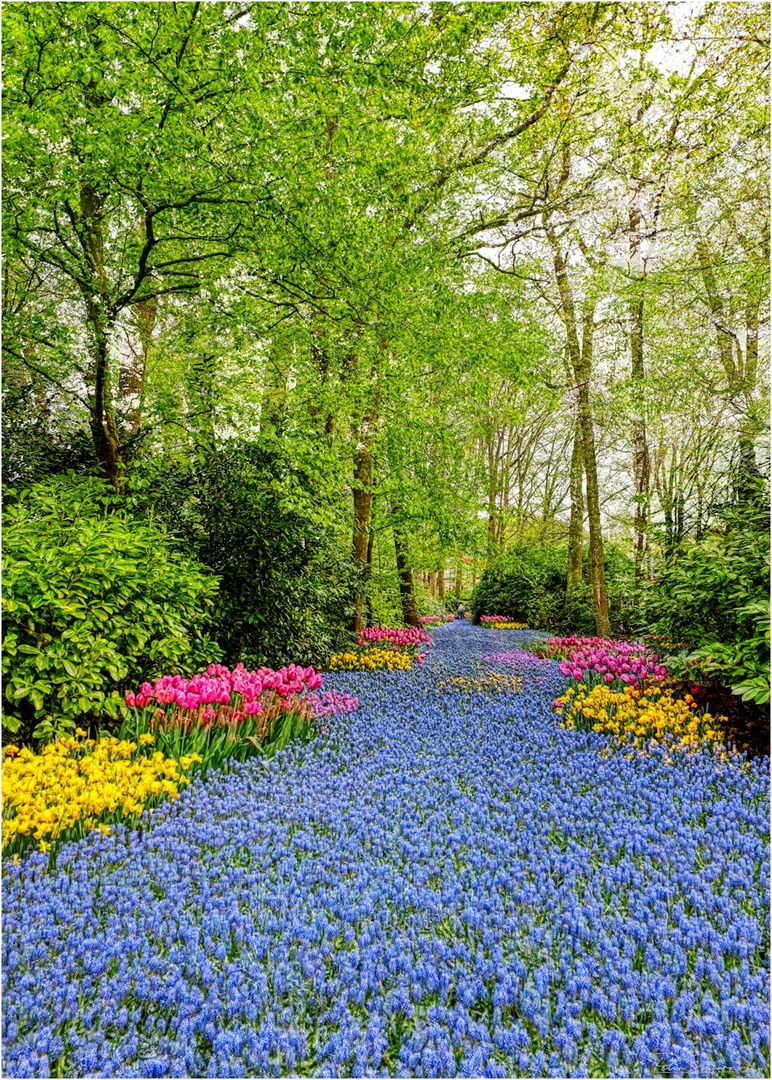 Keukenhof 2024