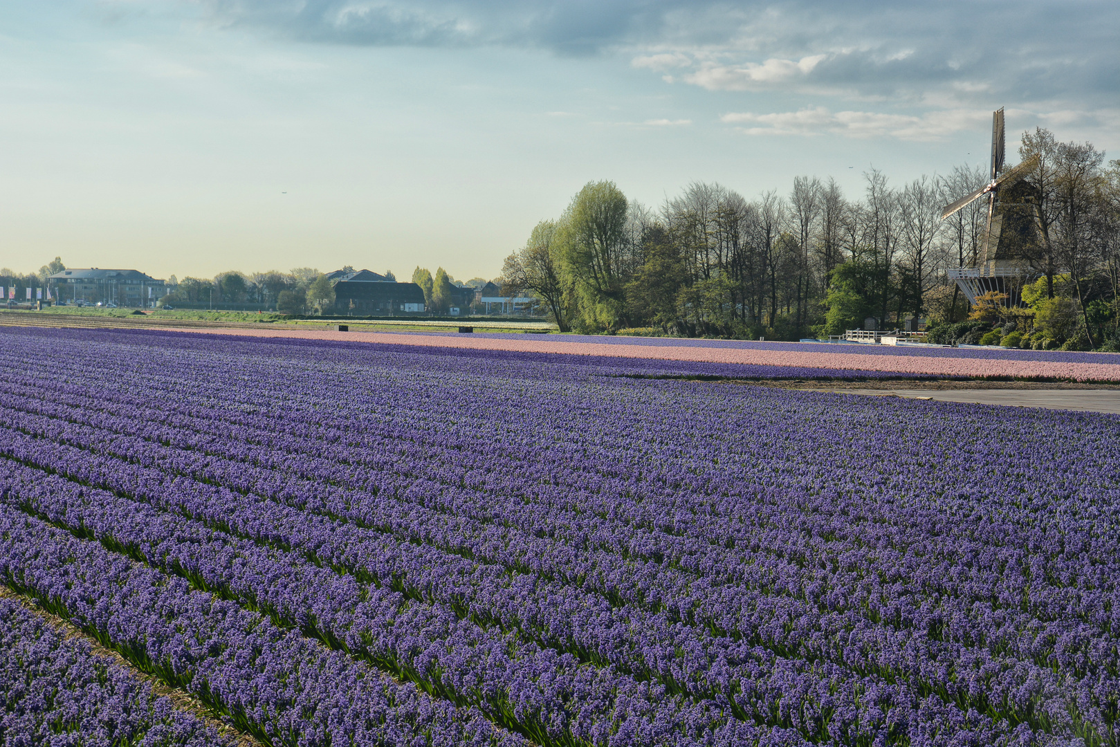 Keukenhof