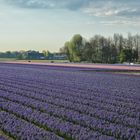 Keukenhof