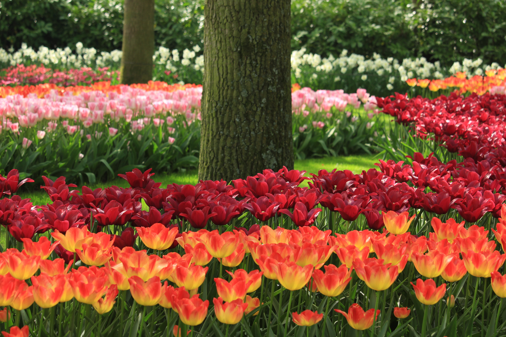 Keukenhof 3