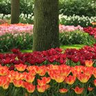 Keukenhof 3