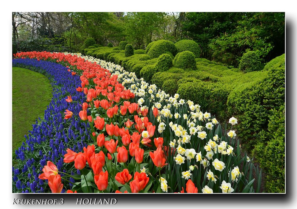 Keukenhof 3 HOLLAND