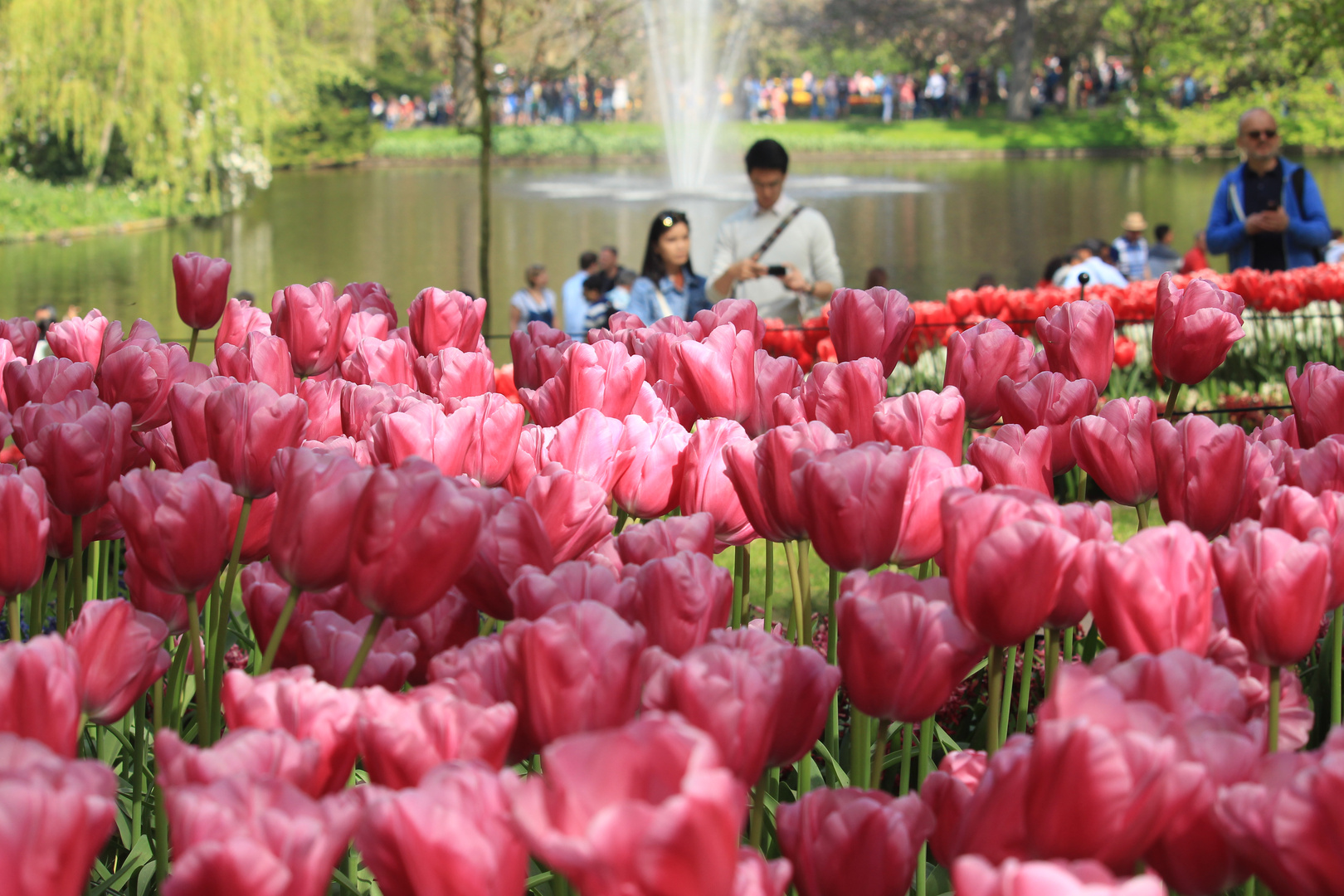 Keukenhof 4