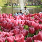 Keukenhof 4