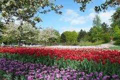 Keukenhof, 4