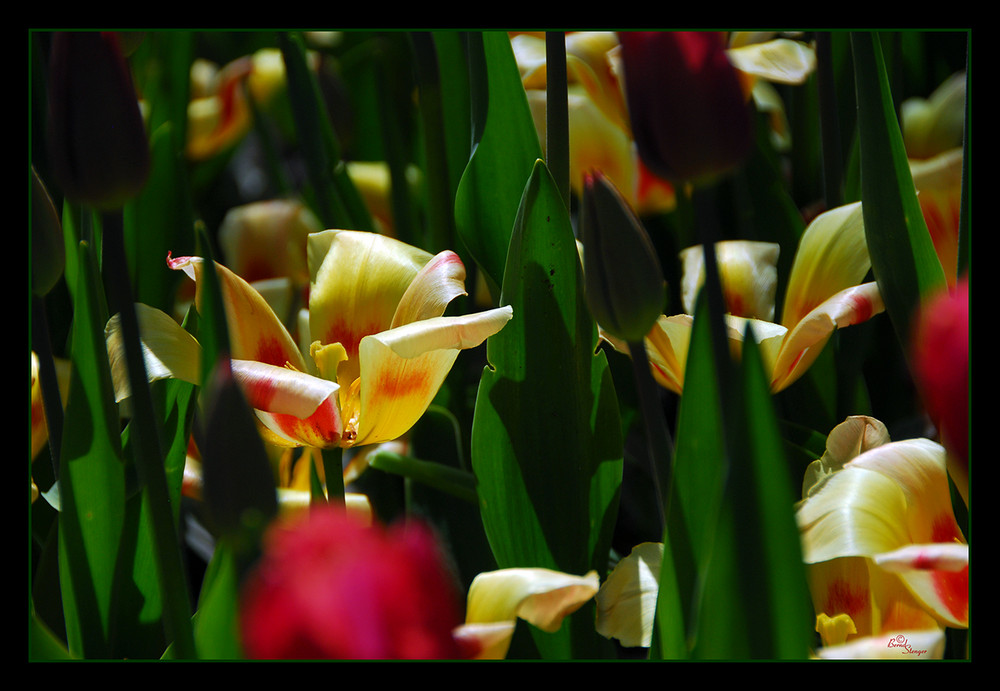 Keukenhof - 4