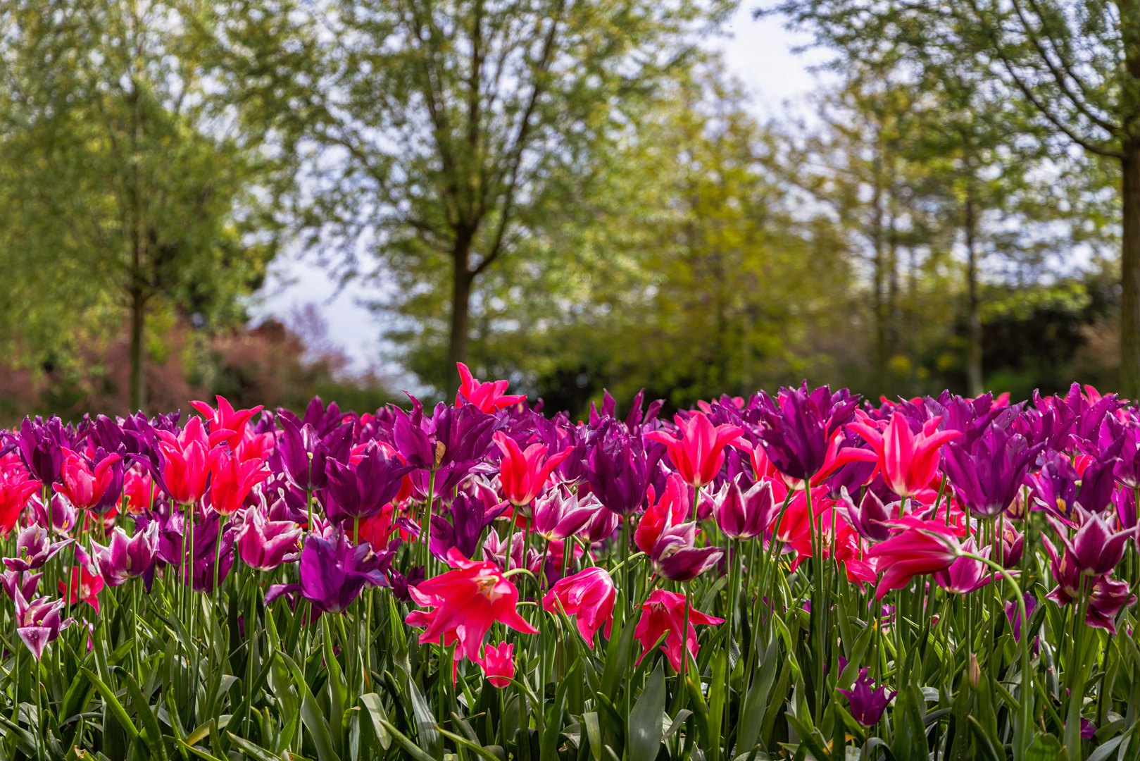 Keukenhof