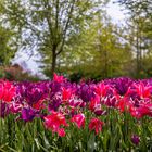 Keukenhof