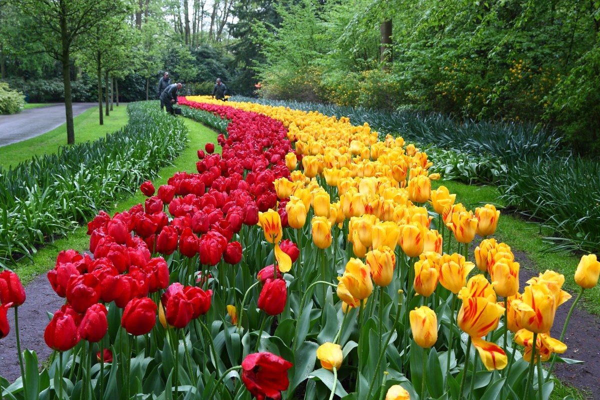 Keukenhof