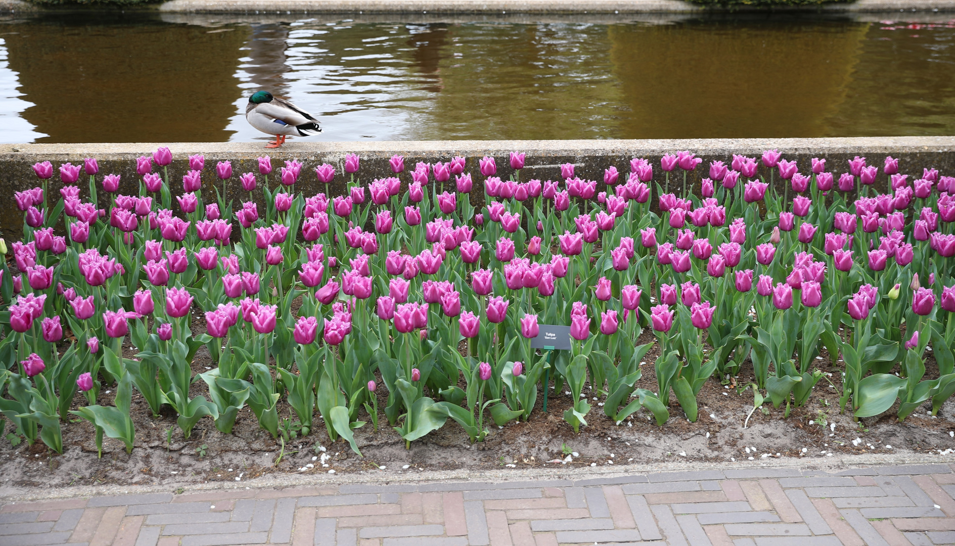 Keukenhof