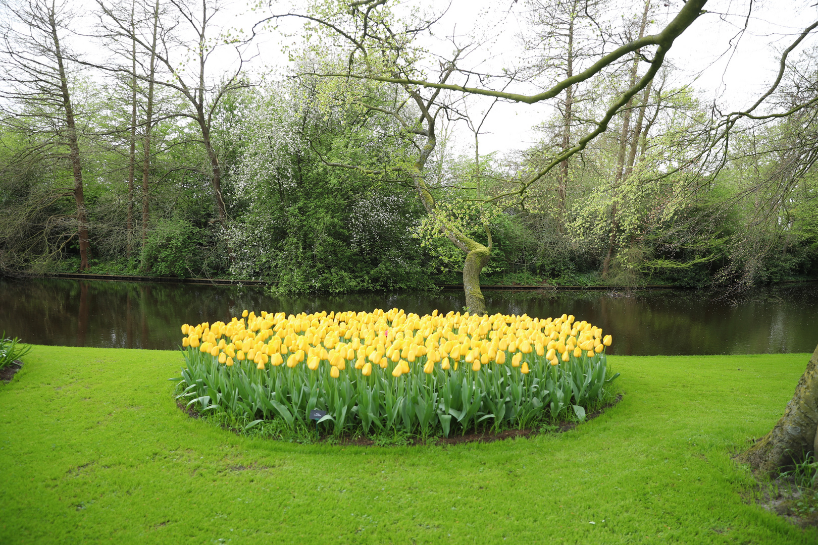 Keukenhof