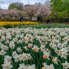 Keukenhof