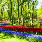 Keukenhof