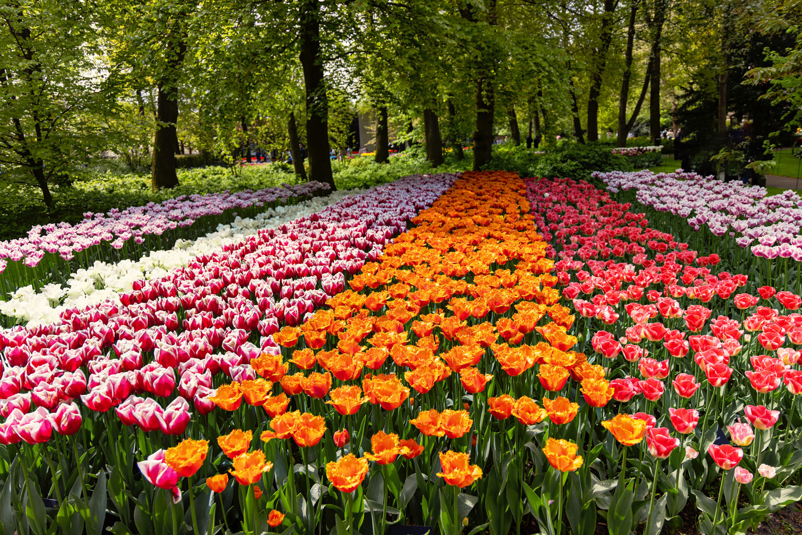 Keukenhof