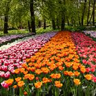 Keukenhof