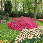 Keukenhof