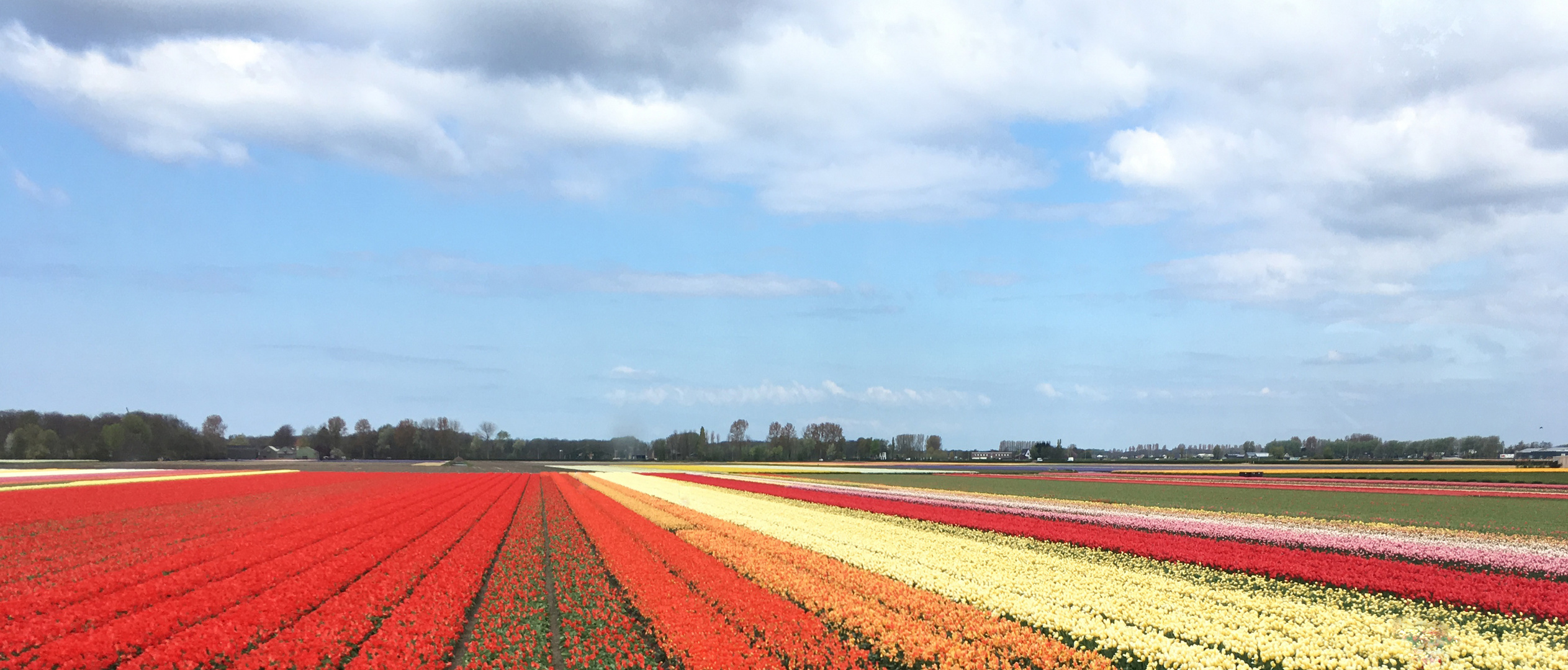 Keukenhof