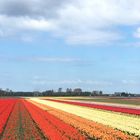 Keukenhof