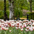 Keukenhof