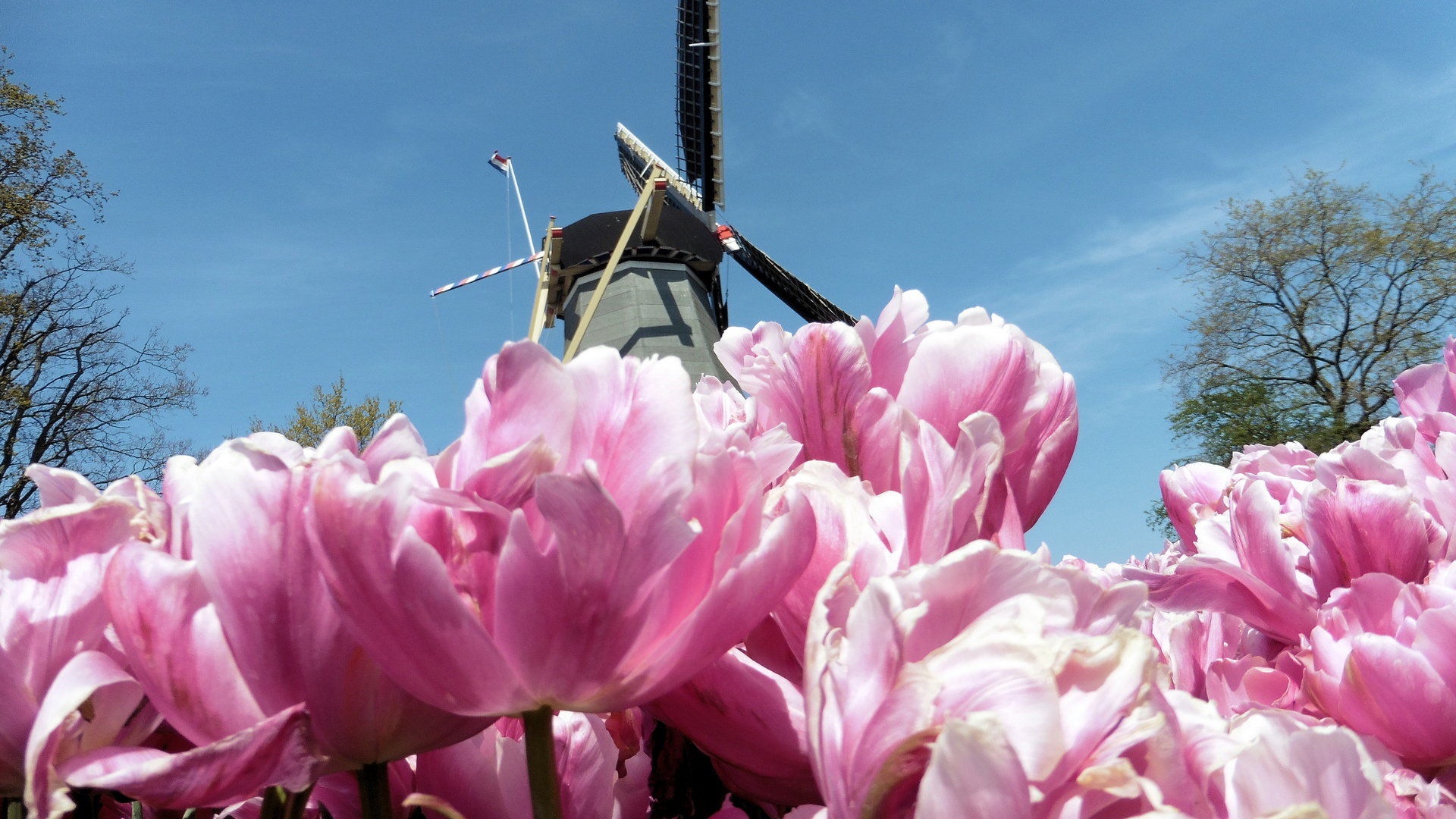 Keukenhof