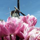 Keukenhof