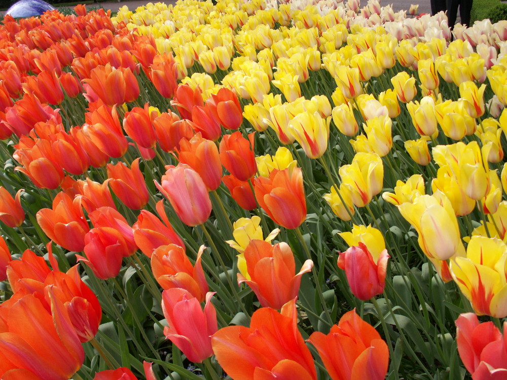 Keukenhof