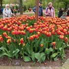 Keukenhof