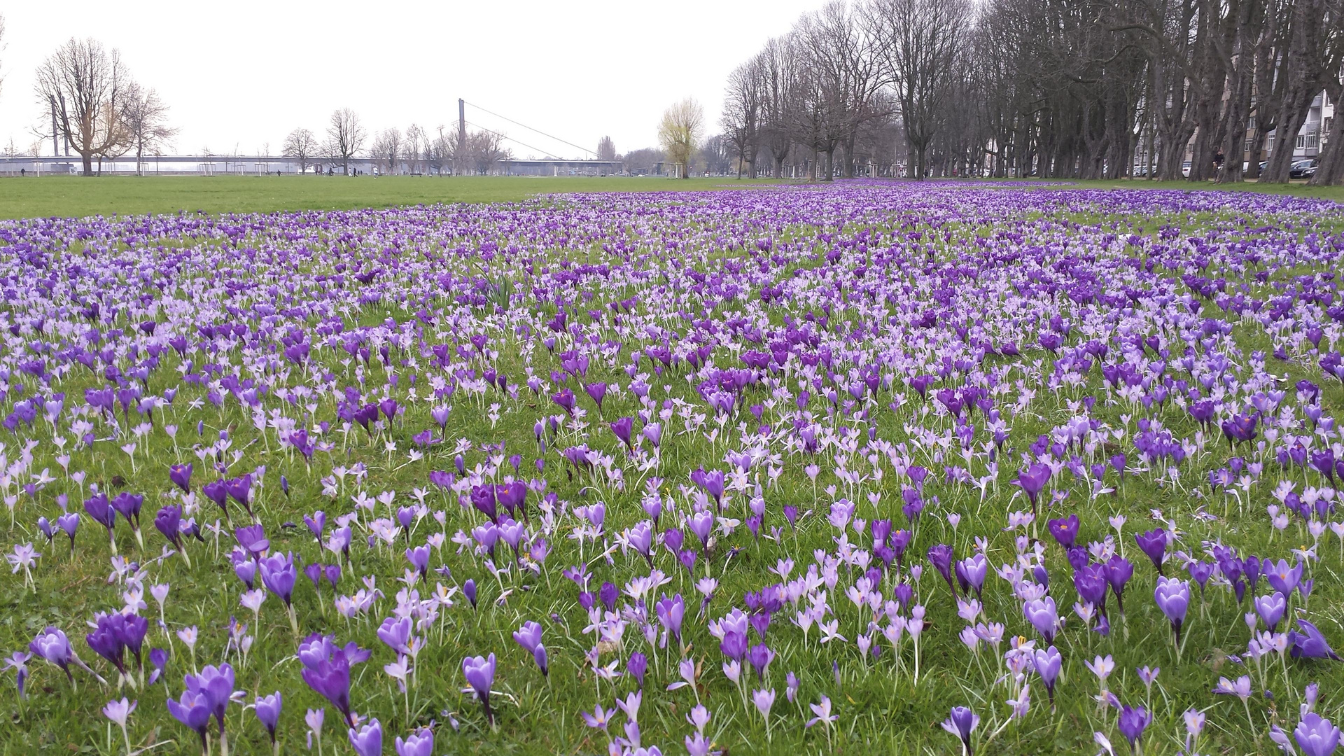 Keukenhof-am-Rhein