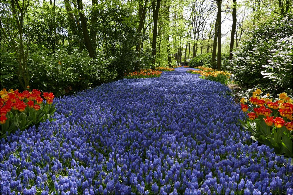 KEUKENHOF APRIL 2018