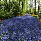 KEUKENHOF APRIL 2018