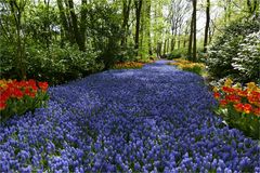 KEUKENHOF APRIL 2018