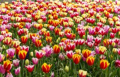 Keukenhof