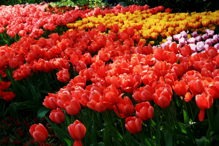 Keukenhof