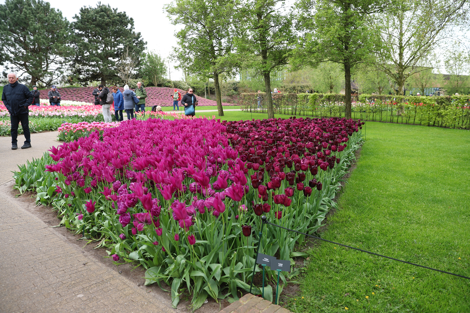 Keukenhof