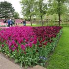 Keukenhof