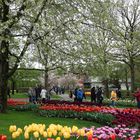 Keukenhof