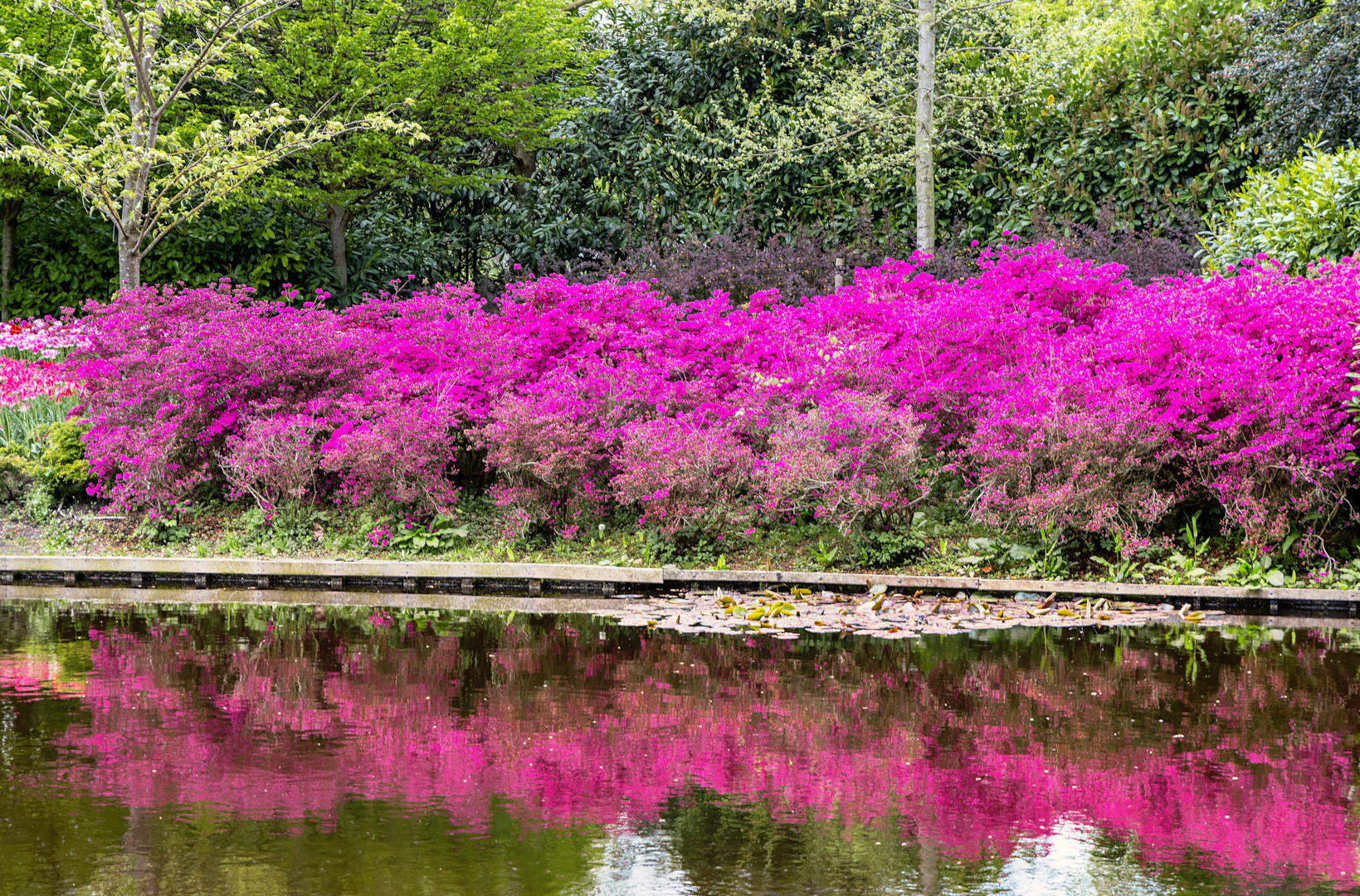 Keukenhof