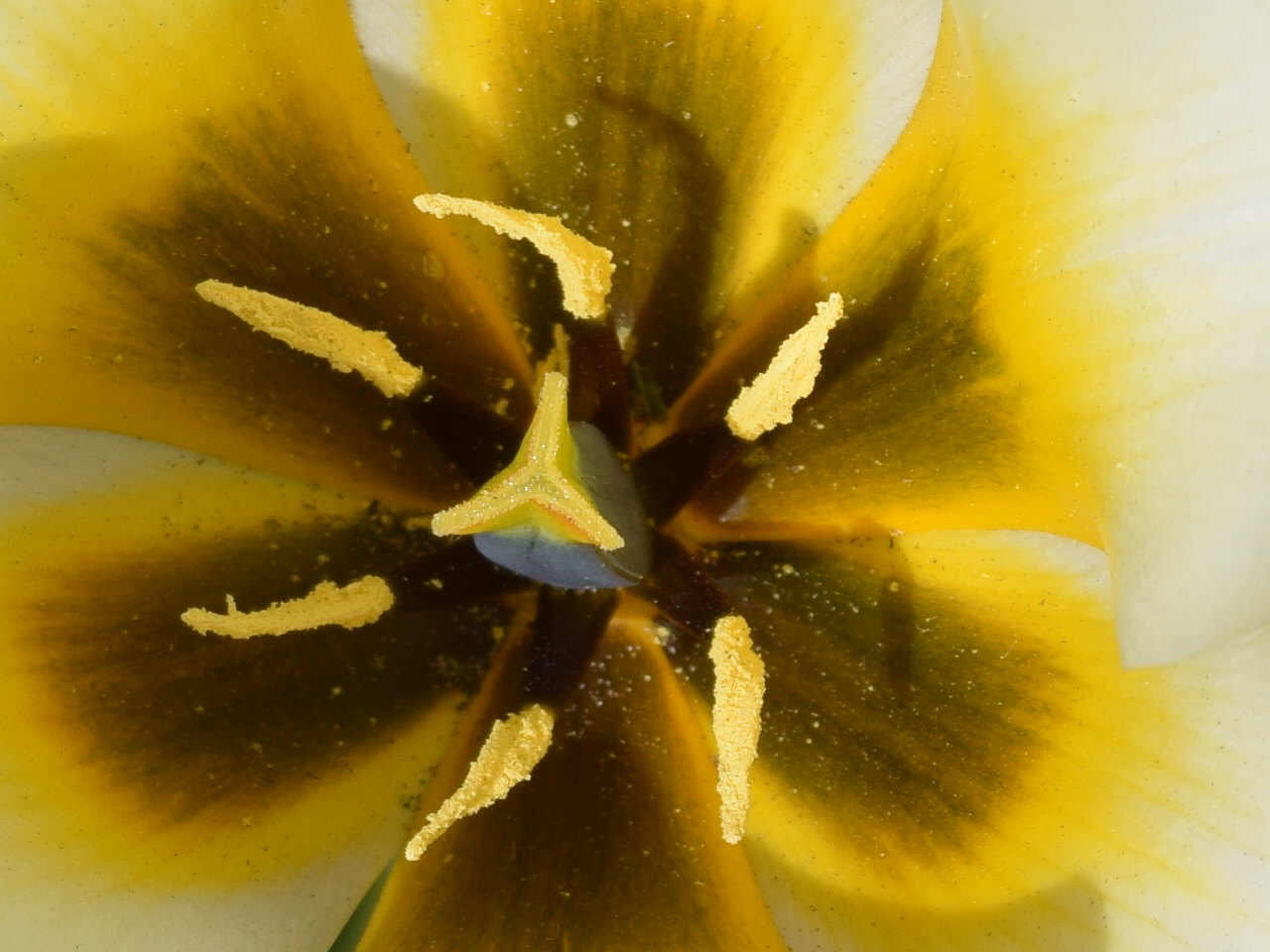 Keukenhof