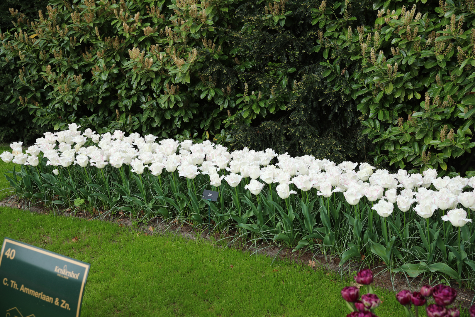 Keukenhof