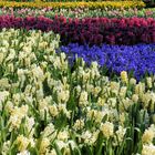 Keukenhof 