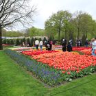 Keukenhof